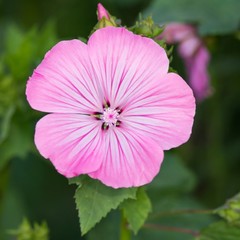 Pinkfarbene Malvenbl&uuml;ten / Pink Mallow flowers