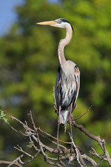 Great Blue Heron standing on a tree branch. It is the largest No