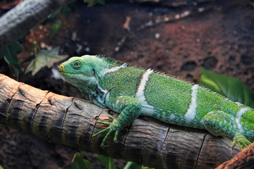  green Iguana, close-up