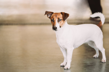 White Small Dog Jack Russell Terrier
