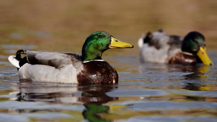 Mallard, Duck, Anas platyrhynchos