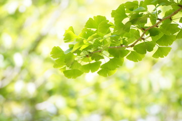Fototapeta na wymiar 新緑のイチョウの葉
