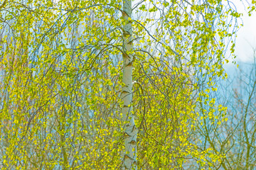 Canopy of trees in spring