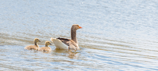 Geese and goslings along the shore of a canal