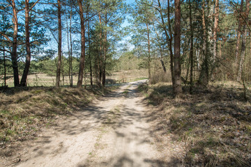 The forest road spring season