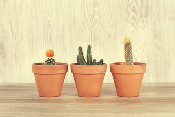 Macetas de terracota con cactus. Vista de frente y de cerca. Copy space