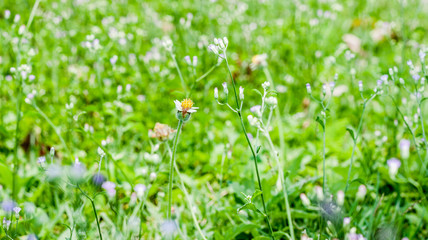 Grass and flowers on the gland