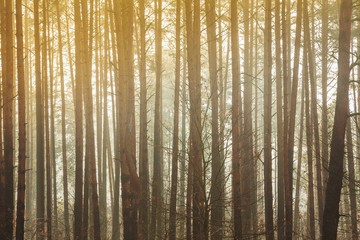 Background Of Autumn Misty Forest. Trees Woods In Fog