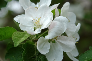 Fototapeta na wymiar Flowers of apple-tree.