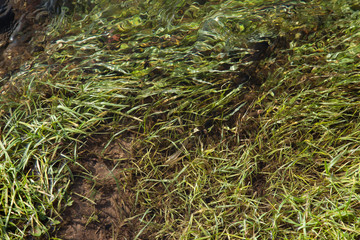 Fototapeta na wymiar Textur Gras im Wasser