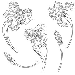 vector set of irises
