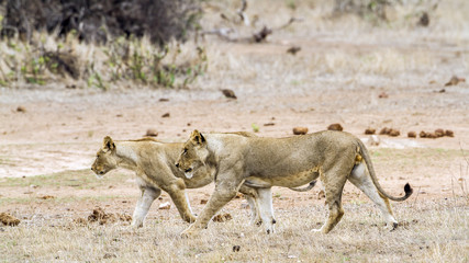 African lion in Kruger National park, South Africa