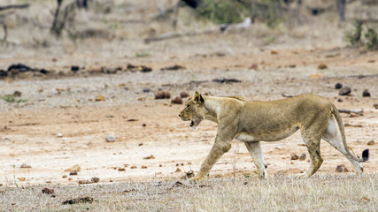 African lion in Kruger National park, South Africa