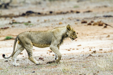 African lion in Kruger National park, South Africa
