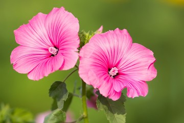 Pinkfarbene Malvenblüten / Pink Mallow flowers