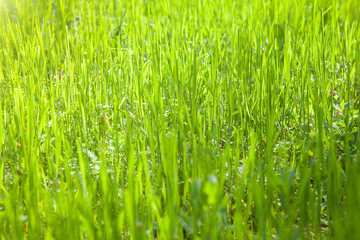 Obraz premium fresh grass background