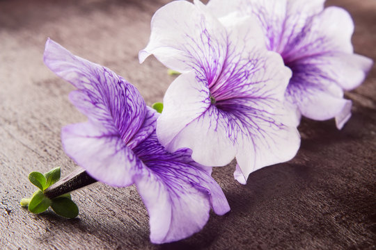 Three Flower