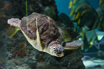 Obraz premium Loggerhead sea turtle (Caretta caretta).