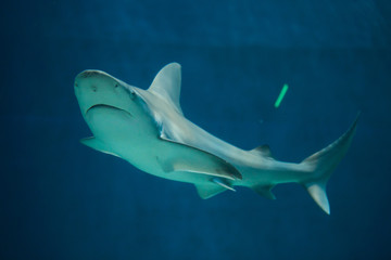 Sandbar shark (Carcharhinus plumbeus).