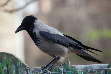 Hooded crow (Corvus cornix).