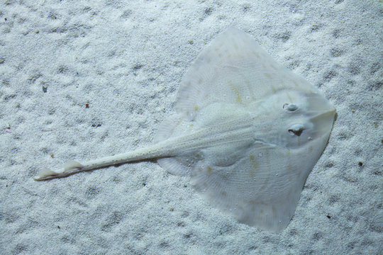 Thornback ray (Raja clavata).
