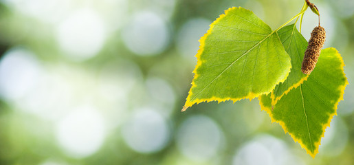 image of leaves on a tree close-up