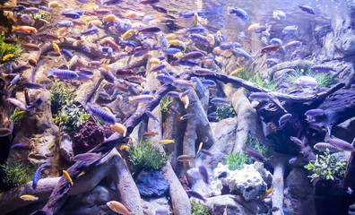 Aquarium of tropical fishes
