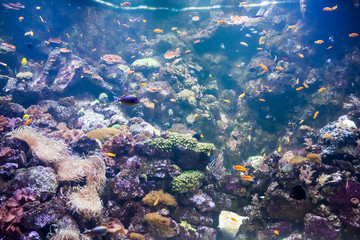 Fototapeta na wymiar Aquarium of tropical fishes