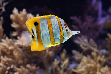 Fototapeta na wymiar Copperband butterflyfish (Chelmon rostratus).