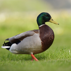 Mallard, Duck, Anas platyrhynchos