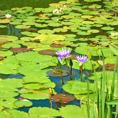  beautiful lotus on water closeup
