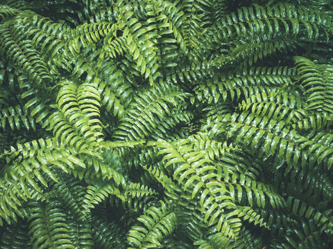 Ferns Leaves Forest Outdoor Nature abstract Background