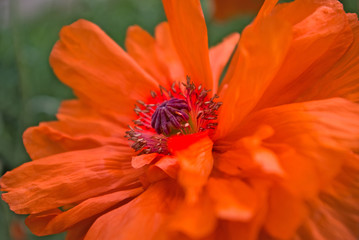 image of a flower in a park close up