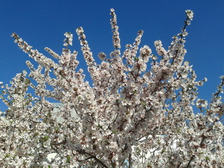 weeping cherry tree in spring on background of blue sky