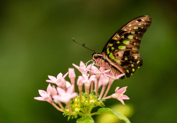 Closeup butterfly Common Bluebottle on blossom