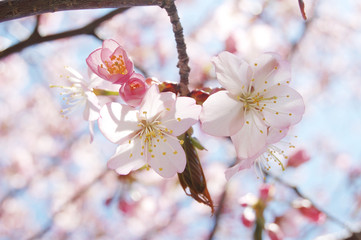 さくら　桜　春　