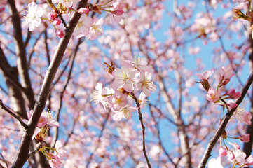 Obraz premium さくら 桜 春 