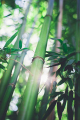 Bamboo grove, bamboo forest natural green background