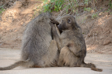Chacma baboons grooming each other in a bonding ritual that determines troop hierarchy