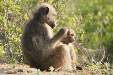 Chacma baboon mother grooming her baby in the warmth of the early morning sunshine