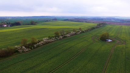 Fototapeta na wymiar Aerial view of a green field in spring