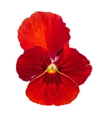 Cercles muraux Pansies Viola red Pansy Flower Isolated on White