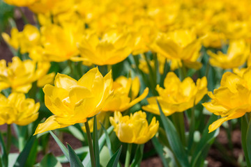 Beautiful yellow tulips in flowers garden.