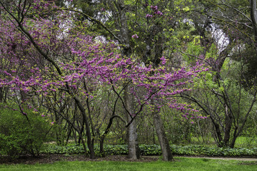 green forest with purple flowers on the trees