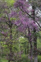 purple flowers  blooming in the trees