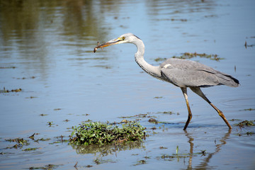 Grey Heron with tasty frog caught in the shallow water