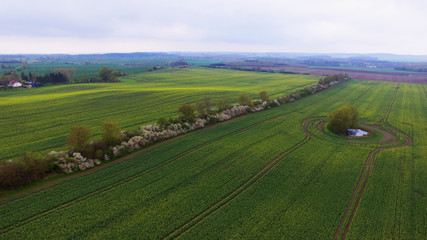 Aerial view of a green field in spring