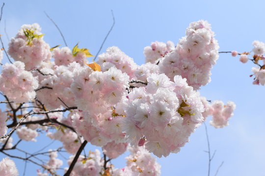 牡丹桜／この桜はオオシマザクラに由来する品種で、樹齢50年程の牡丹桜を撮影した、春イメージの写真です。手の平にのる白い鞠のような可憐な桜の花です。