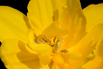 Tulip anthers with pollen grains of yellow Tulip flower.