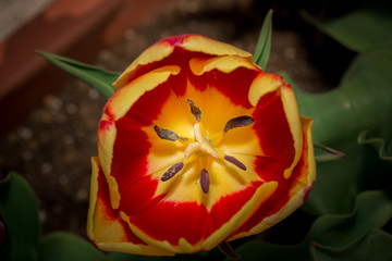  Tulip anthers with pollen grains of beautiful Tulip flower.